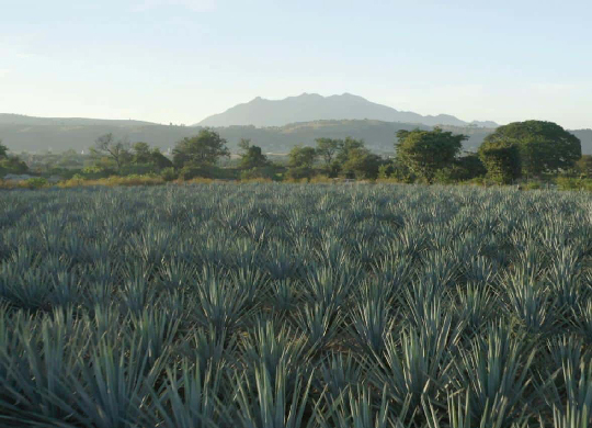 field of agave