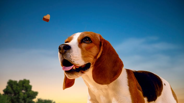 ADM PetCandy 01 c30 Meeko Final