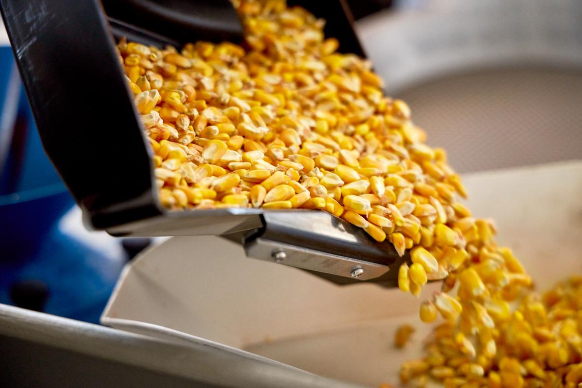 Close up of corn kernels during grain testing being poured into dish.