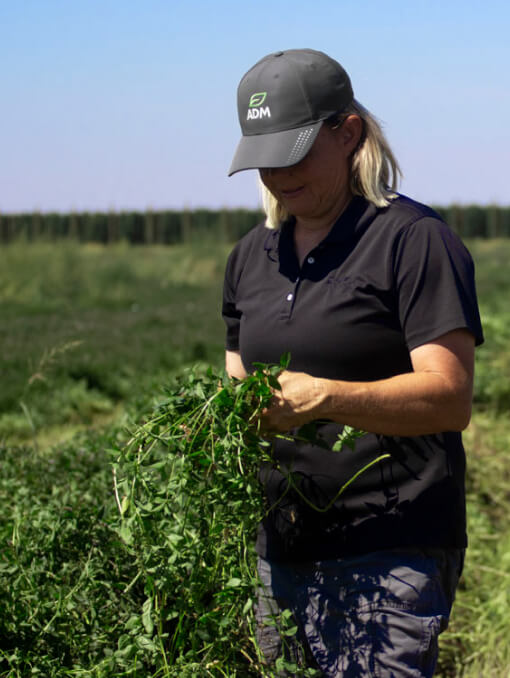 An ADM employee standing in a field and examining a plant