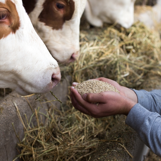 Farmer giving granules to cows