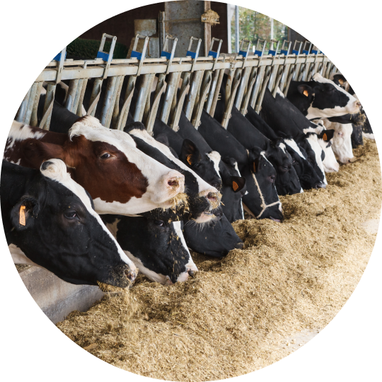  A row of cattle eating beef feed at the feeding station