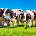 Herd of cows on green field