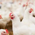 Poultry in barn