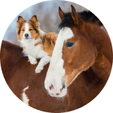 dog laying on horse