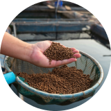 hand scooping feed out of bucket