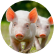 swine
