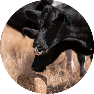 Cattle gathered around a mineral block and cow lick block on a ranch