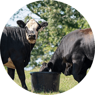 Angus crossbred heifers eating from a supplement tub