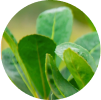A close-up of botanical extract green plants