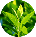 A close-up of green leaves of a tea plant