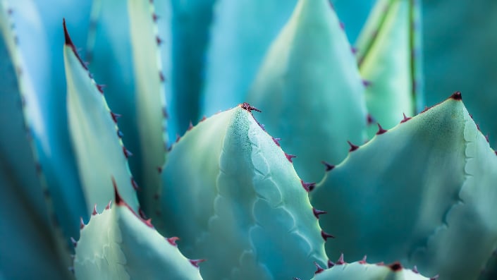 The leaves of an agave plant