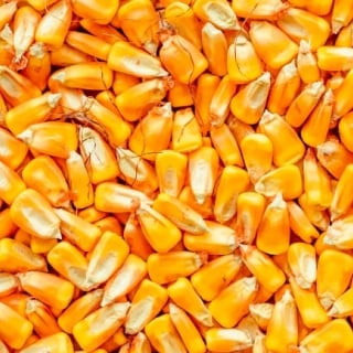Closeup of corn kernels
