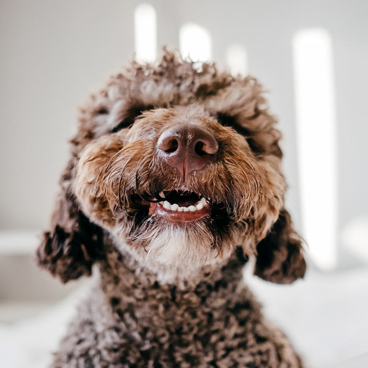 smiling dog