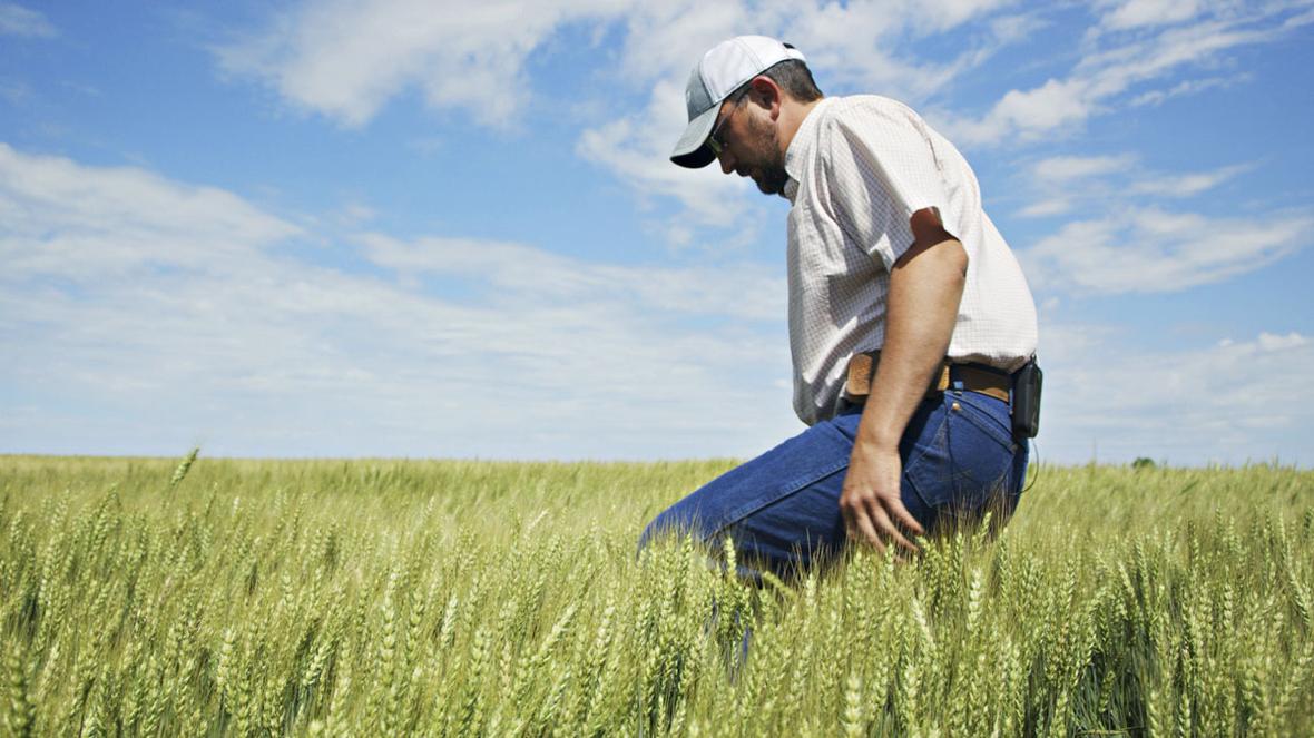 Man walking thru wheat field 19ADL026 CraigPoore V8.00 02 39 27905.Still007 2021 12 v1 lores (1)