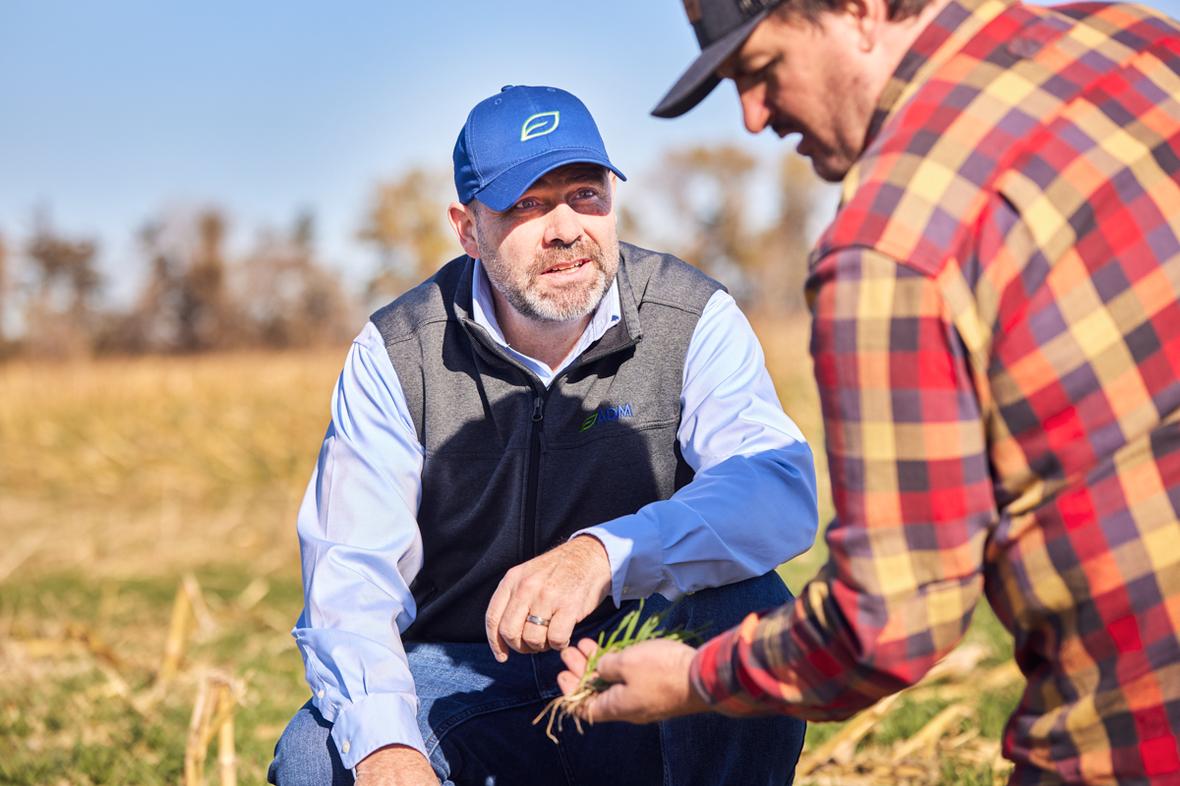 Man wearing ADM hat looks towards another man holding rye cover crop in hand outdoors Norfolk Beef Feedlot 2204 RT V02 241117 lores
