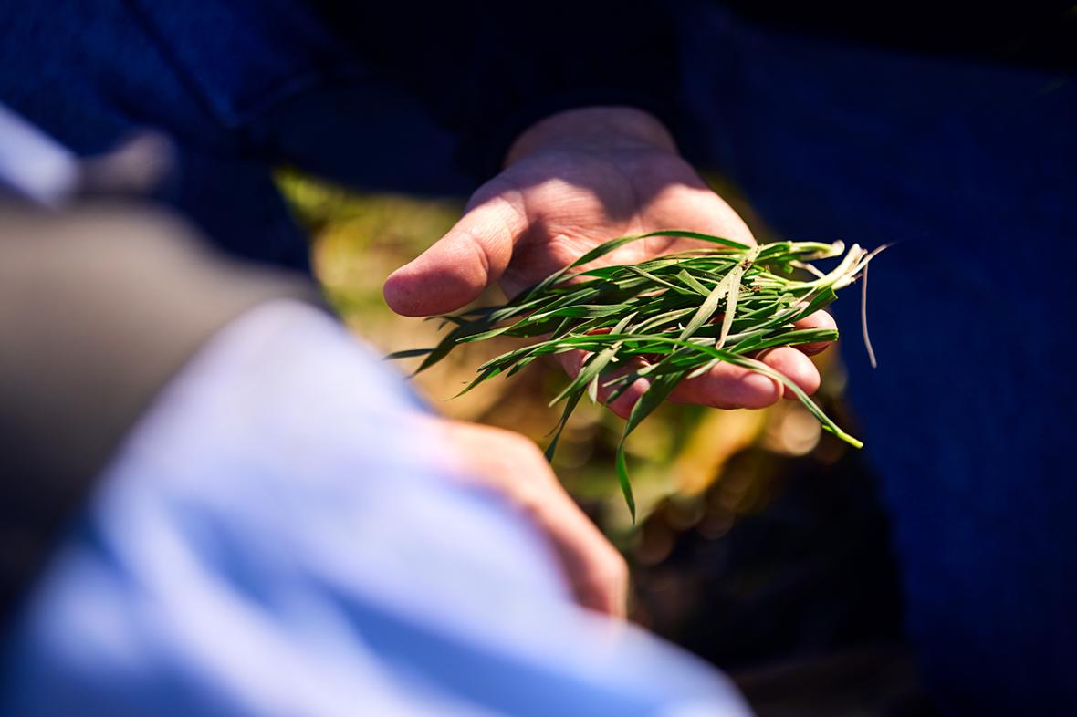 Over the shoulder shot of hand held out showing rye cover crop Norfolk Beef Feedlot 2264 RT V01 241117 lores