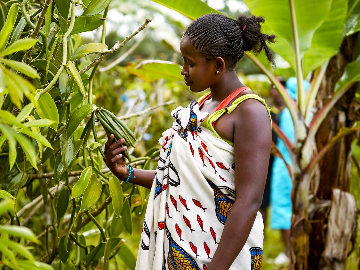 African woman wearing wrap dress looks at vanilla bean pods in hand still on plant.
