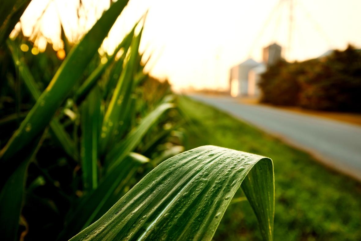 Close up of corn stalk leaves in field next to road with silos in background.