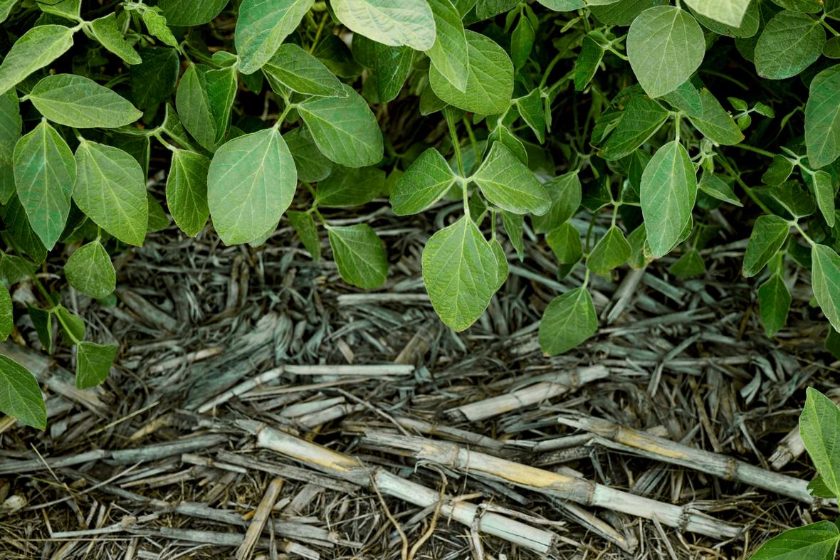 Shot from above green leafy soybean plants with hay covering soil.