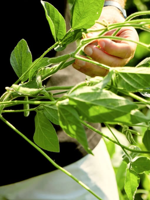 A person's hand touching a plant