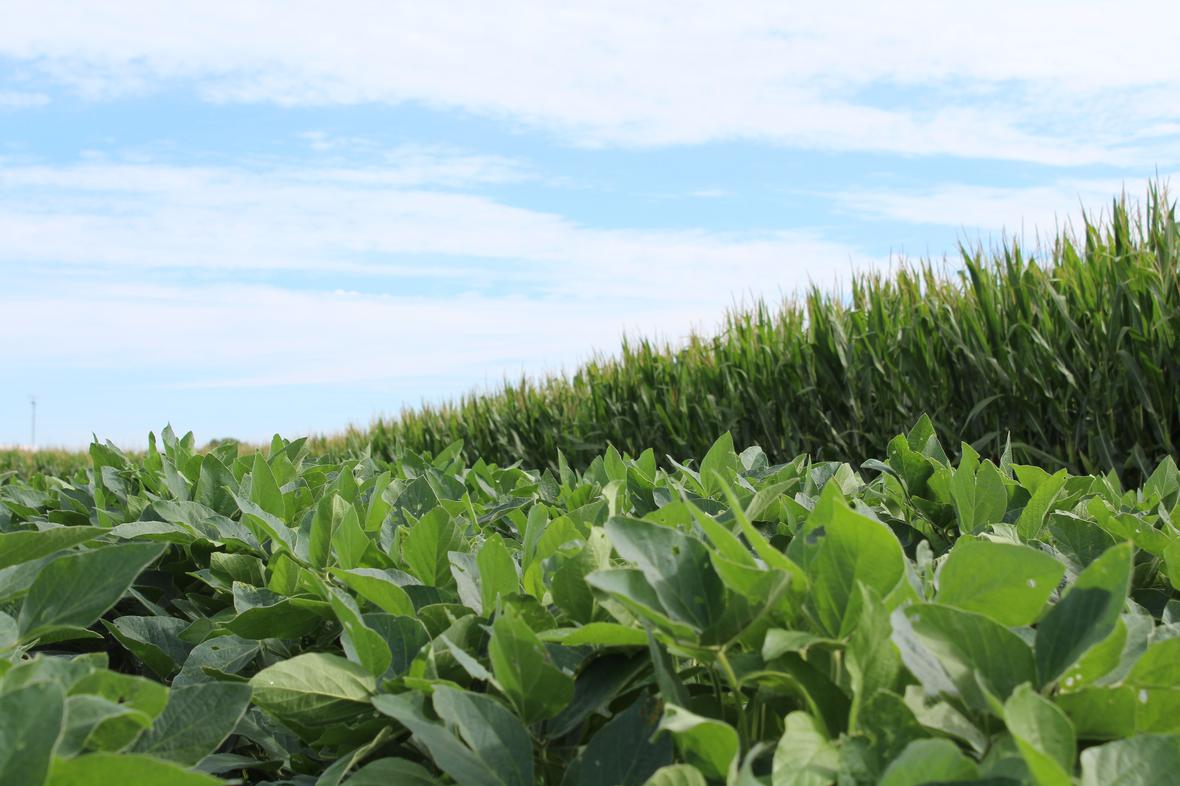Crops under a blue sky