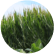 Climate