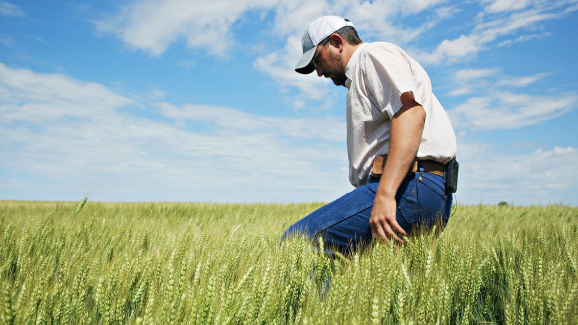 A man walking through a wheat field.