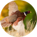 Pheasant flying in field
