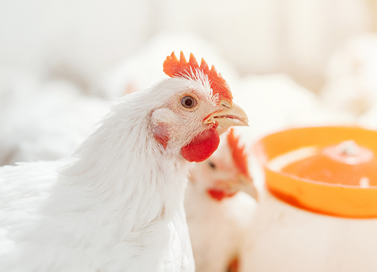 PoultryC50 image2