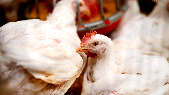 White chickens feeding in a poultry farm