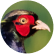 A game bird flying across a field