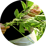 Male hands holding and inspecting soybean stalk standing in soybean field next to plants / Muške ruke drže i pregledaju stabljiku soje koja stoji u polju soje pored biljaka