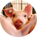 Pig in ADM farm