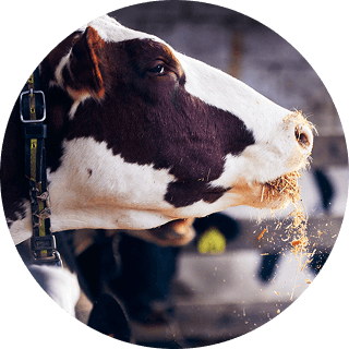C25 Image CowCloseUp 160x160px