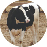 A dairy cow in a field