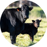 A black cow and a calf standing in a grassy field