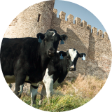 Cattle grazing in a pasture near a stone wall