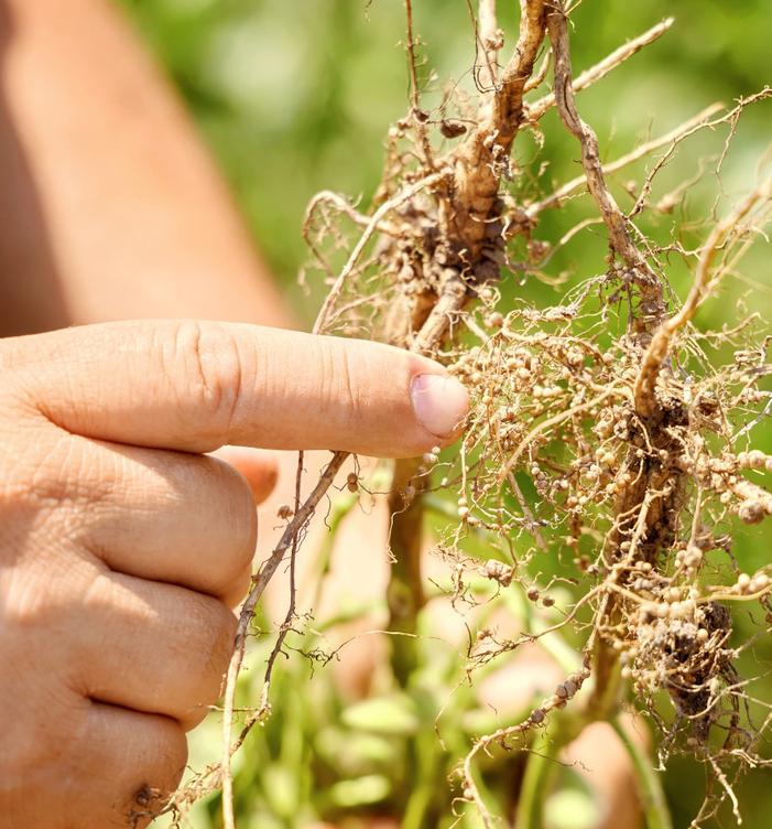 Hand touching soybean in field.