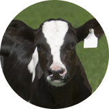 A close up of a black and white cow