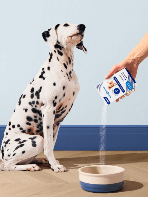 A dalmatian watches as a supplement is poured into a bowl