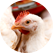 White chicken head in ADM farm