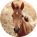 close up of a horse in a field
