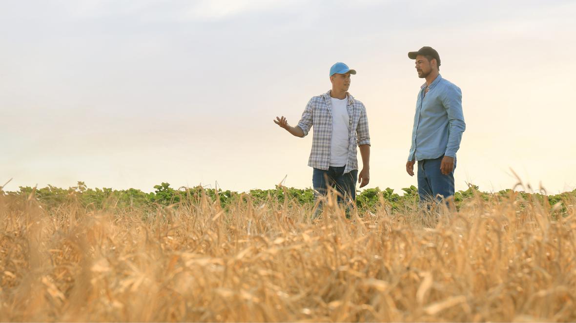 Two people talking in a wheat field