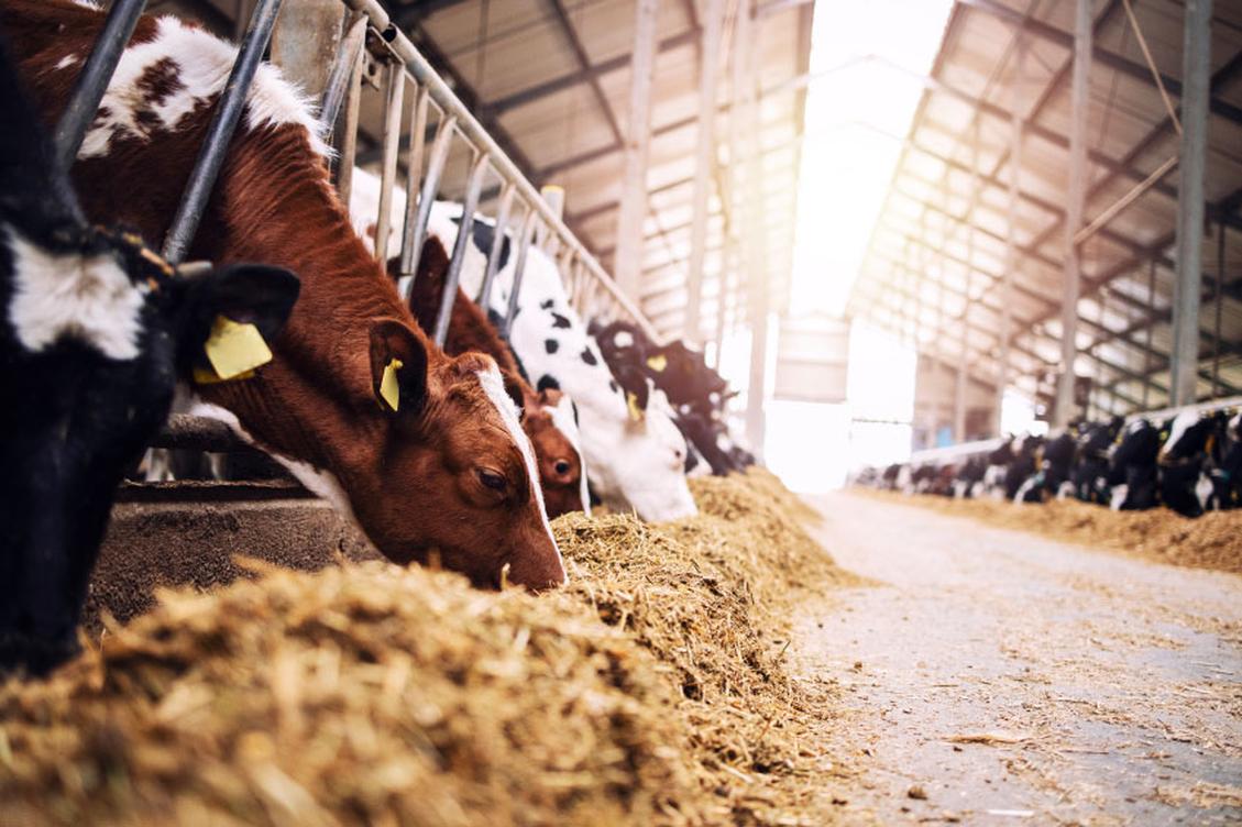 cows eating