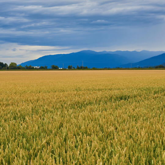 PNW_Wheat field.jpg
