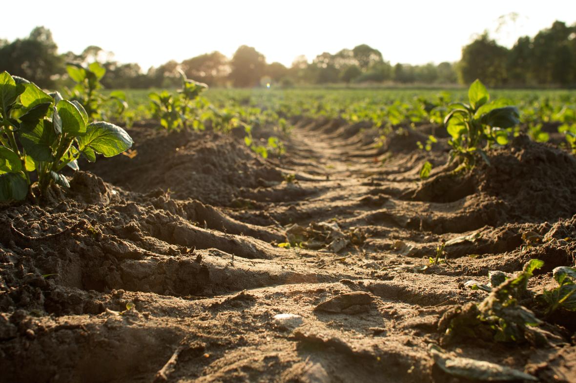Closeup of a large tire track through the dirt of a field with green plants