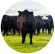 beef
