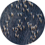  close up of horn flies on a black cow