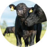 A close-up of a black cow and a calf 